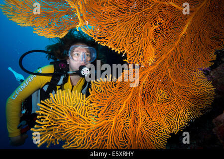 Scuba Diver hinter einem riesigen Gorgonien, Gorgonien Fan Coral (Annella Mollis, Syn Subergorgia Mollis), Pazifischen Ozean, Palau Stockfoto