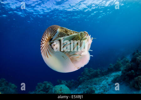Nautilus (Nautilus Belauensis), Palau Stockfoto