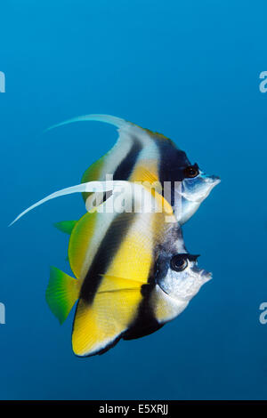 Zwei rote Meer Bannerfish (Heniochus Intermedius), Makadi Bay, Rotes Meer, Hurghada, Ägypten Stockfoto