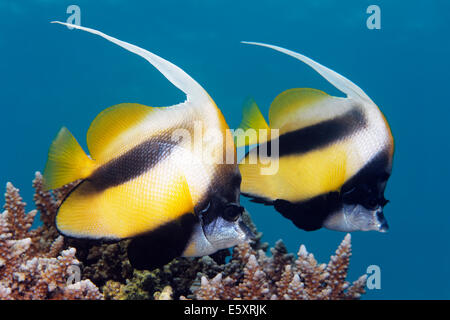 Zwei rote Meer Bannerfish (Heniochus Intermedius), über ein Korallenriff, Makadi Bay, Rotes Meer, Hurghada, Ägypten Stockfoto