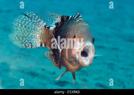 Die Abudjubbe Pracht Lippfisch (Cheilinus Abudjubbe) öffnen Mund, Makadi Bay, Rotes Meer, Hurghada, Ägypten Stockfoto