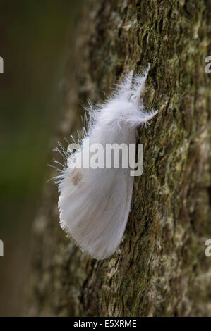 Brown-Tail (Euproctis Chrysorrhoea), Hessen, Deutschland Stockfoto