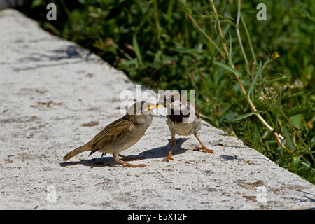 Männlicher Haussperling Fütterung Küken am Boden. Corfu Stockfoto