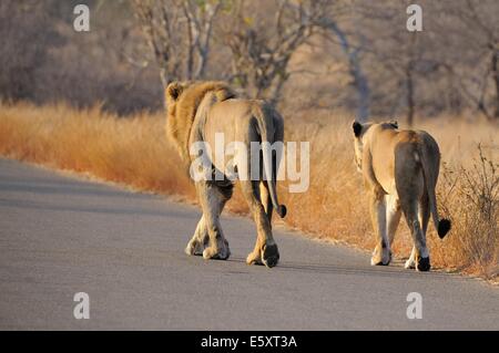 Löwe und Löwin (Panthera Leo), männlich und weiblich, zu Fuß entlang des Straße, Krüger Nationalpark, Südafrika, Afrikas Stockfoto
