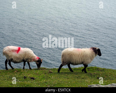 Leben am Rande - weiden Schafe am Rande von den spektakulären Klippen von Slieve League in County Donegal, Irland. Stockfoto