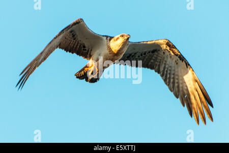 Östlichen Fischadler Pandion cristatus Stockfoto