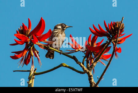 Neues Holland Honigfresser in Indischen Korallenbaum Phylidonyris novaehollandiae Stockfoto