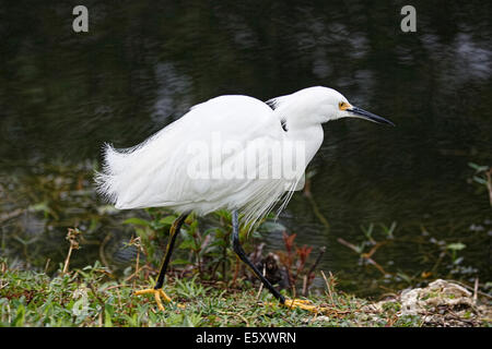 Snowy Silberreiher (Egretta unaufger) zu Fuß am Ufer Stockfoto