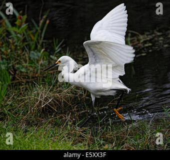 Snowy Silberreiher (Egretta unaufger) zu Fuß in Wasser mit Flügel angehoben Stockfoto