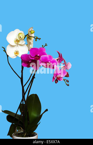 Weiß und magenta Orchideen auf blauem Hintergrund isoliert Stockfoto