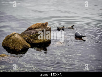 Dichtungen, die Ruhe im Hafen von Monterey, Kalifornien USA Stockfoto