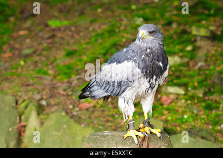 Aguja Geranoaetus Melanoleucus sitzen auf die Unterstützung Stockfoto