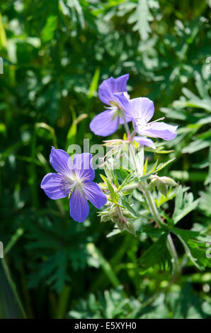 Blaue Geranie Blumen in einer Sommer-Grenze Stockfoto