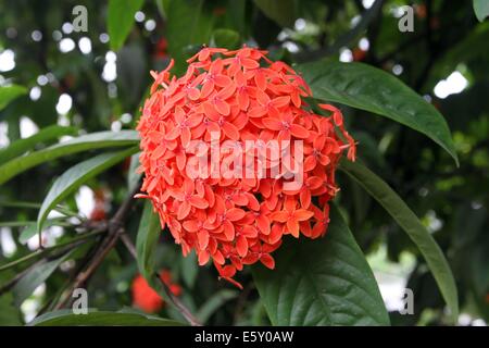 Ixora Blumen/Rangan Blume des südlichen Asien. Stockfoto