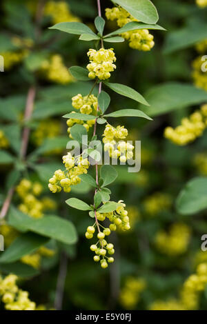 Berberis Vulgaris. Europäische Berberitze Blumen. Stockfoto