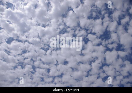 viele kleine kleine weiß - graue Wolken nah beieinander füllen den sonnigen blauen Himmel Stockfoto