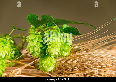 Detail der Hopfenzapfen und Gerste mit dunklem Hintergrund Stockfoto