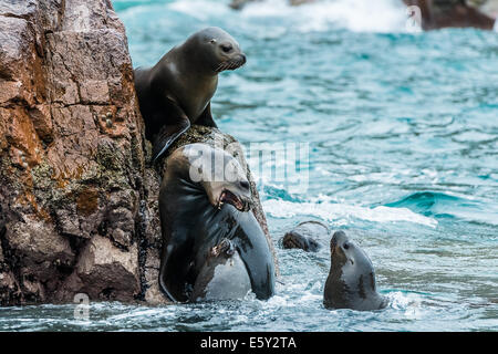 Seelöwen kämpfen für einen Stein in der peruanischen Küste bei Ballestas Inseln Peru Stockfoto