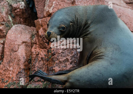 Seelöwen in der peruanischen Küste bei Ballestas Inseln Peru Stockfoto