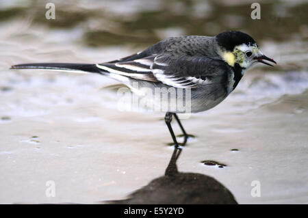 Trauerschnäpper Bachstelze Paddeln im Wasser UK Stockfoto