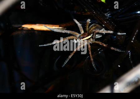 Weibliche Floß oder Sumpf Spinne Stockfoto