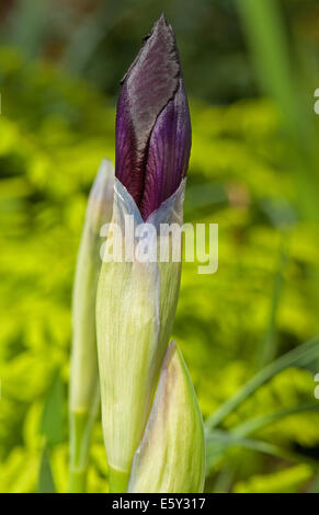 Lila Flagge Iris Blütenknospe Eröffnung Stockfoto