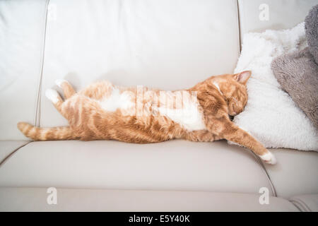 Ingwer Katze liegend auf dem Rücken voll mit seiner Beine in die Luft gestreckt. Stockfoto