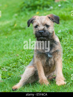 Ein Border Terrier Hund, fünf Monate alt Stockfoto