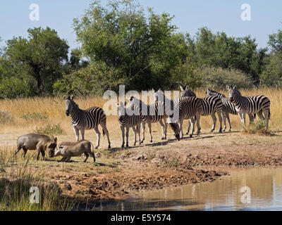 Herde von Burchell's Zebra wartet in der Schlange, um Wasser zu trinken, mit zwei gewöhnlichen männlichen und weiblichen Warzenschweinen im Wasserloch Mabalingwe Game Park, Südafrika Stockfoto