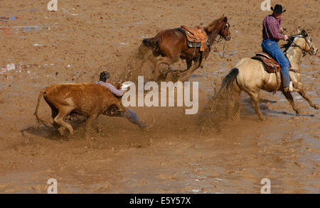 Stockbild eines schlammigen Rodeo-Events. Zwei Cowboys auf Pferden jagen einem Steer nach, ein Cowboy kämpft mit dem Steer, der auch als Bulldogging bekannt ist Stockfoto