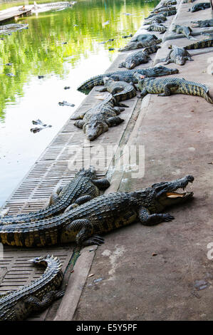 Krokodile in Thai Farm, Thailand Stockfoto