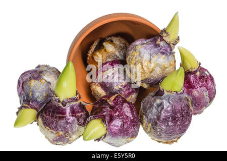 Hyazinthe Zwiebeln verschütten aus einem Tontopf isoliert auf weiss Stockfoto