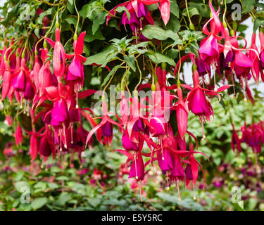 Bunte Fuchsia Pflanzen mit rosa Blüten Stockfoto