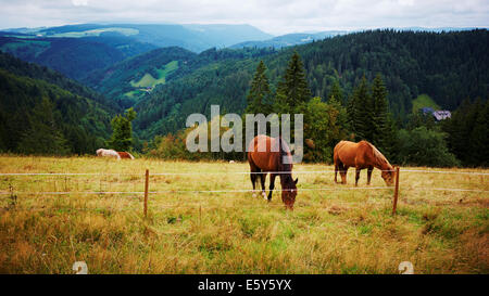 Pferde auf einem Berg im Schwarzwald, Deutschland Stockfoto