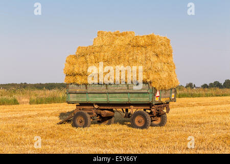 Frisches Stroh Heuballen auf einem Anhänger in einem Feld Stockfoto