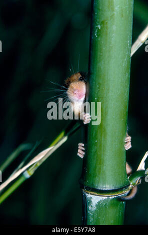 Hazel Dormouse (Muscardinus Avellanarius), das sich hinter einem Bambus verbirgt Stockfoto