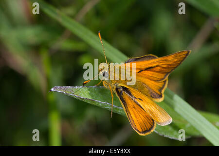 männliche große Skipper (Ochlodes Sylvanus) Stockfoto