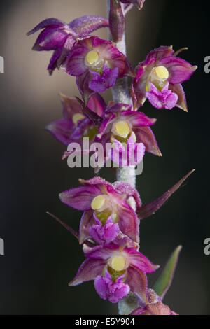 Dark Red Helleborine (Epipactis Atrorubens) Stockfoto