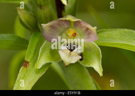 Breitblättrigen Helleborine (Epipactis Helleborine) Stockfoto