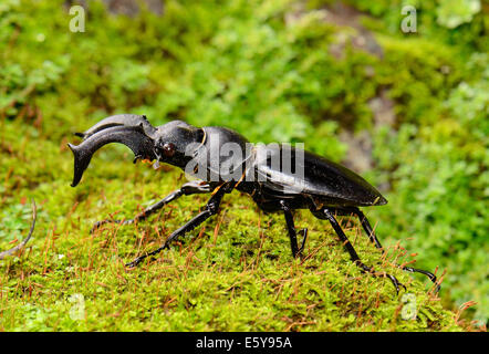 schöne männliche Khao-Yai Hirschkäfer (Hexarthrius Nigritus) im Khao Yai National Park, Thailand Stockfoto