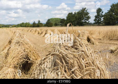 Vale of Pewsey, Wiltshire, UK. 7. August 2014. In Großbritannien es ist Erntezeit und weiterhin gute Sommerwetter in Großbritannien führt zu über durchschnittliche Getreide-Ernte-Erträge.  Hier in der malerischen Vale Pewsey in der Nähe der Ortschaft Marden, Devizes, Wiltshire im Südwesten England, UK, goldenen Reifen Weizen geerntet worden war in in Garben gebunden und gestapelt in attraktive, traditionelle Stooks, erinnert an traditionelle Anbaumethoden und ländlichen Szenen einer vergangenen Epoche; Donnerstag, 7. August 2014. Bildnachweis: Graham Lehrling/Alamy Live-Nachrichten Stockfoto