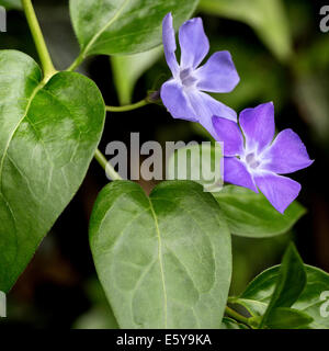 Unten Immergrün / großes Immergrün / mehr Immergrün / blue Immergrün (Vinca großen) in Blüte Stockfoto