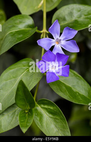 Unten Immergrün / großes Immergrün / mehr Immergrün / blue Immergrün (Vinca großen) in Blüte Stockfoto