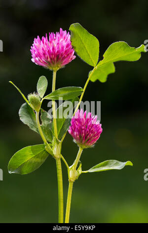 Rotklee (Trifolium Pratense) in Blüte Stockfoto