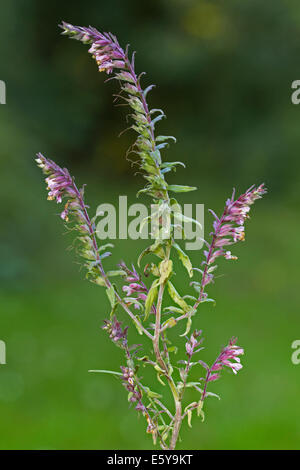 Red Bartsia (Odontites Vernus Subspecies Federnelke / Odontites Vulgaris / Odentites Verna / Euphrasia Odontites) in Blüte Stockfoto