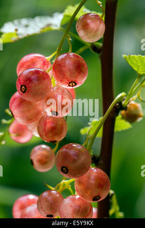 Rosafarbenen Beeren des Pinkcurrant Rosa Sport (Ribes Rubrum) Stockfoto