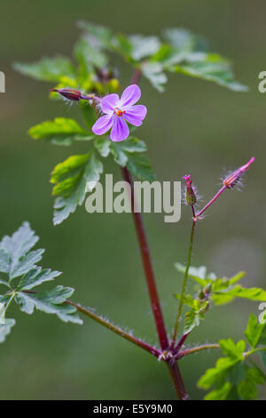 Robert Kraut / Red Robin / Storksbill (Geranium Robertianum) in Blüte Stockfoto