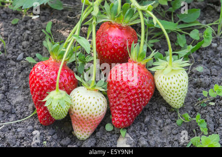 Erdbeer-Plantage hautnah: Bündel von Erdbeeren. Stockfoto
