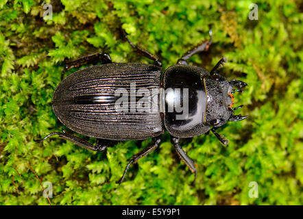 schöne weibliche Serrognathus Titanus Käfer in Thai Wald Stockfoto