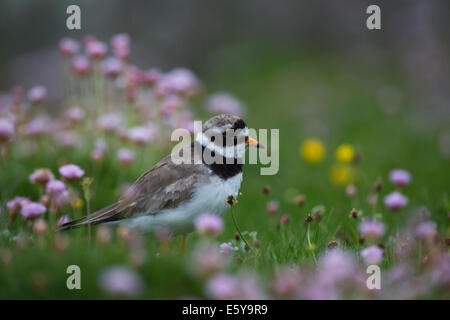 Flussregenpfeifer Plover Charadrius Hiaticula in Blumen Stockfoto